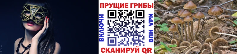 Псилоцибиновые грибы MAGIC MUSHROOMS  Купить закладки  Бавлы 